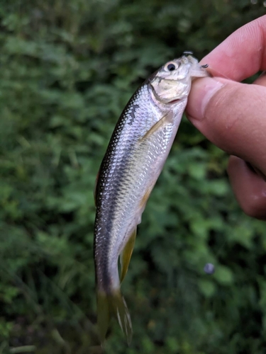 カワムツの釣果