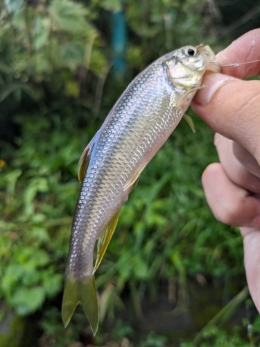 カワムツの釣果