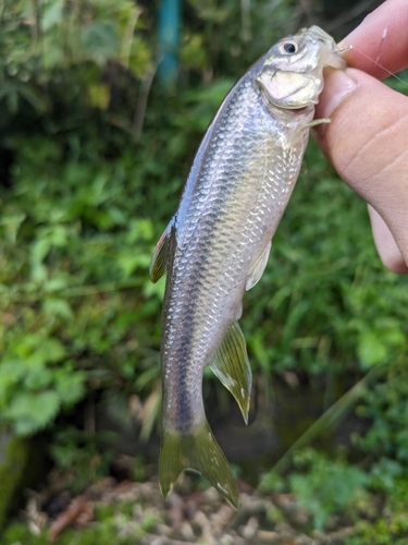 カワムツの釣果