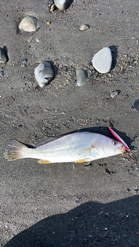 ニベの釣果