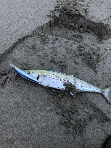 サゴシの釣果