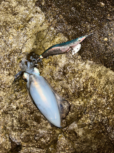 アオリイカの釣果