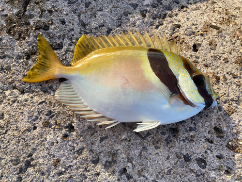 ヒメアイゴの釣果