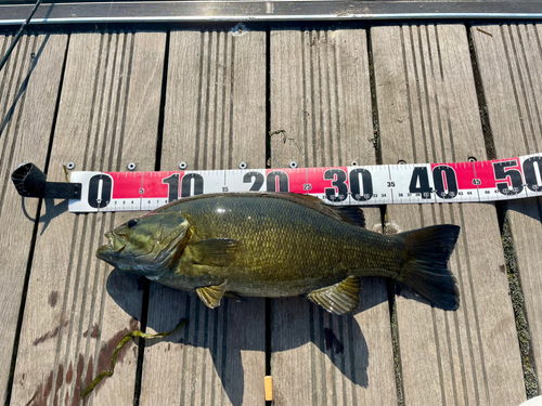 スモールマウスバスの釣果