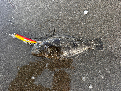 ヒラメの釣果