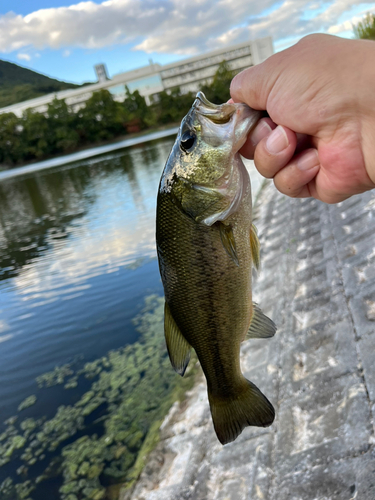 ラージマウスバスの釣果