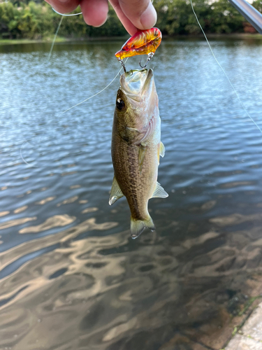 ラージマウスバスの釣果