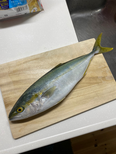 ツバイソの釣果