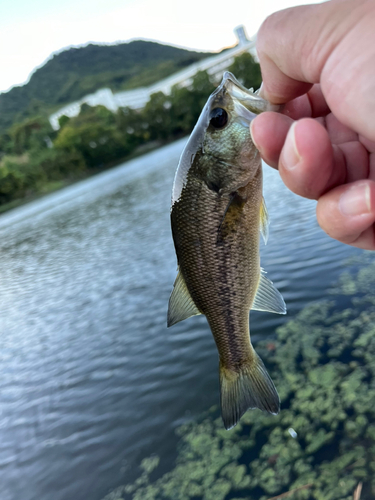 ラージマウスバスの釣果