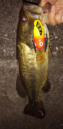 ブラックバスの釣果