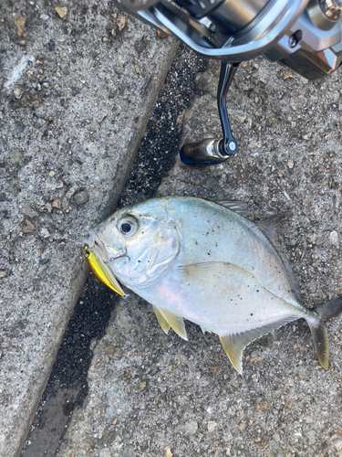 オニヒラアジの釣果