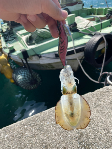 イカの釣果