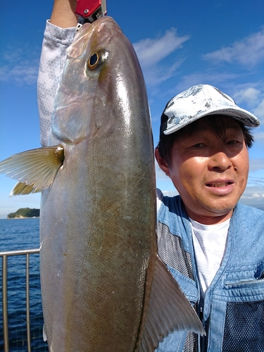 カンパチの釣果