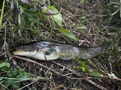 ナマズの釣果