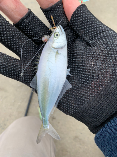 カマスの釣果