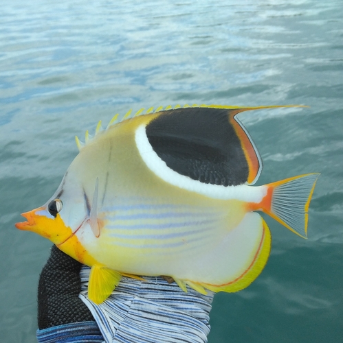 チョウチョウウオの釣果