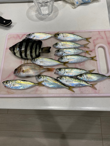 イシダイの釣果