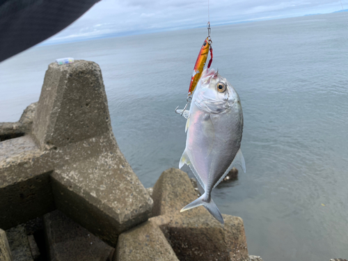 メッキの釣果