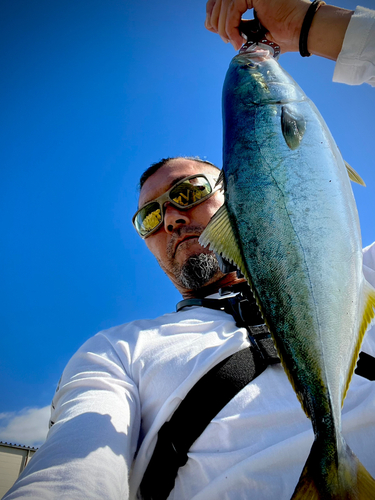 ハマチの釣果