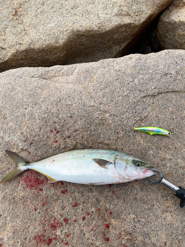 ハマチの釣果