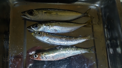 ウルメイワシの釣果