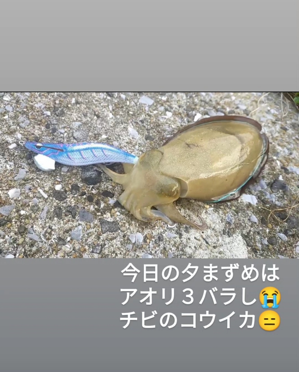 コウイカ