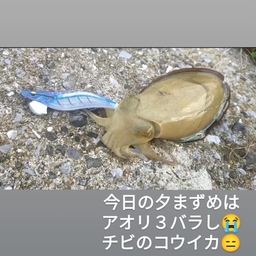 コウイカ