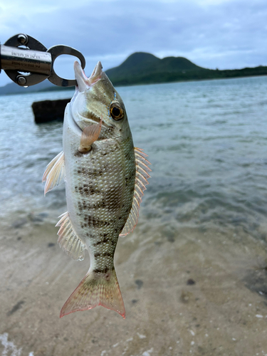 マトフエフキの釣果