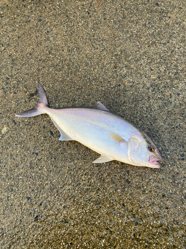 ショゴの釣果