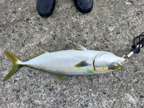 メジロの釣果