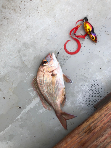 マダイの釣果