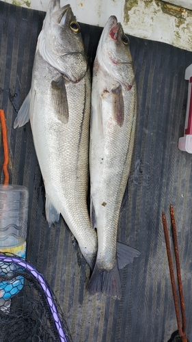 シーバスの釣果