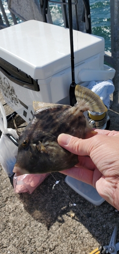 カワハギの釣果