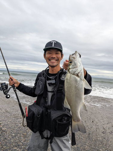 セイゴ（ヒラスズキ）の釣果