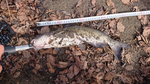 アメリカナマズの釣果