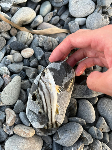 コトヒキの釣果