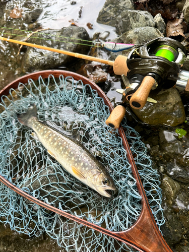 イワナの釣果