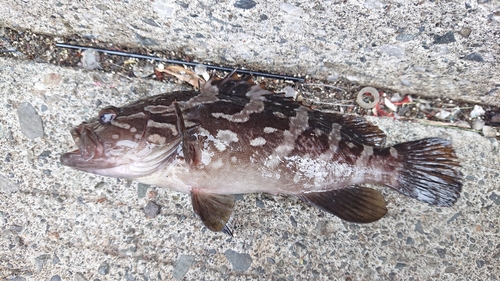 マハタの釣果