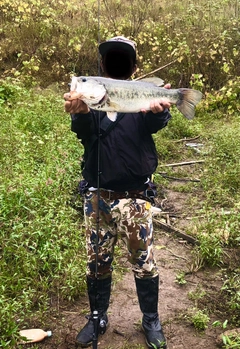 ブラックバスの釣果