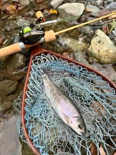 ニジマスの釣果