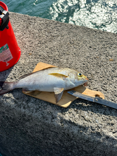 イサキの釣果