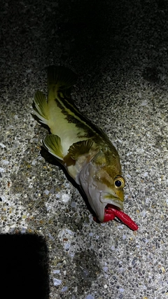 シマソイの釣果