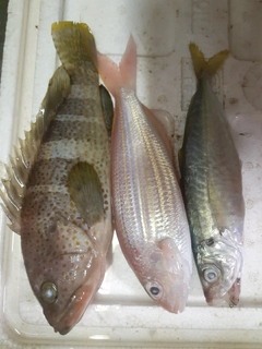 アオハタの釣果