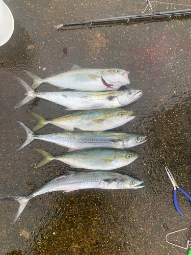 サゴシの釣果