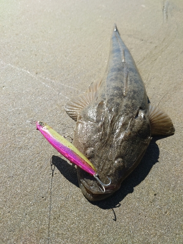 マゴチの釣果