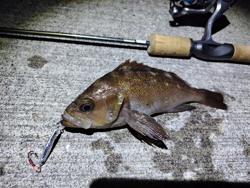 エゾメバルの釣果