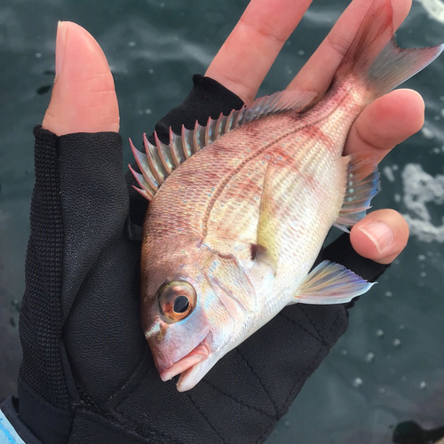 タイの釣果