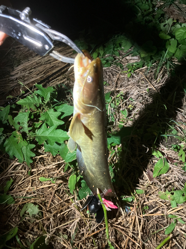 マナマズの釣果