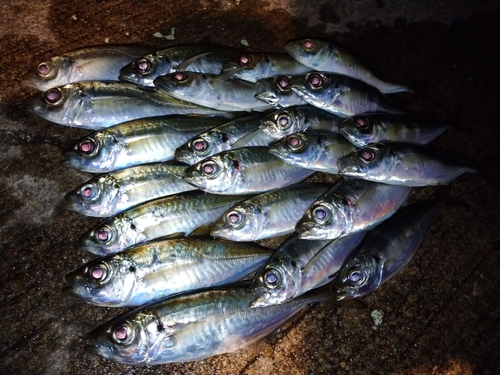 アジの釣果