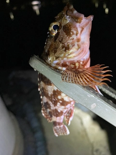 アラカブの釣果